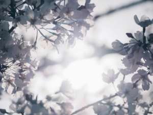 spring blossoms